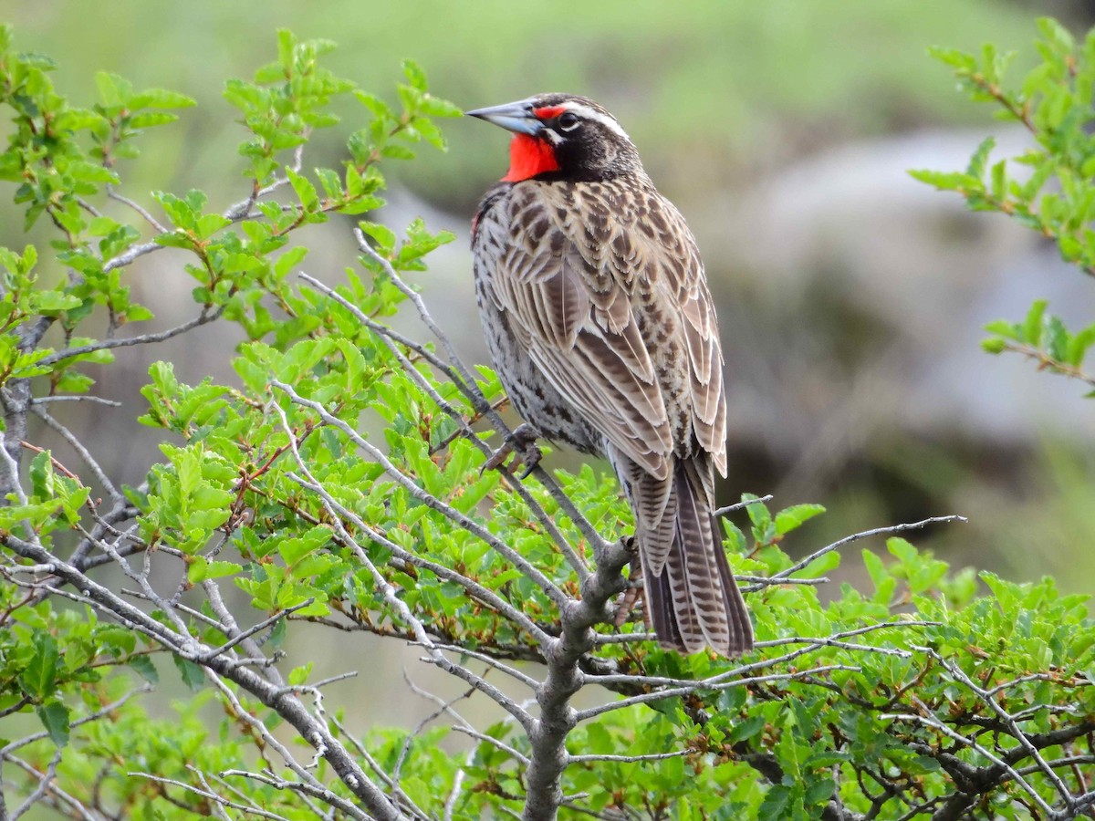 Long-tailed Meadowlark - ML627864118