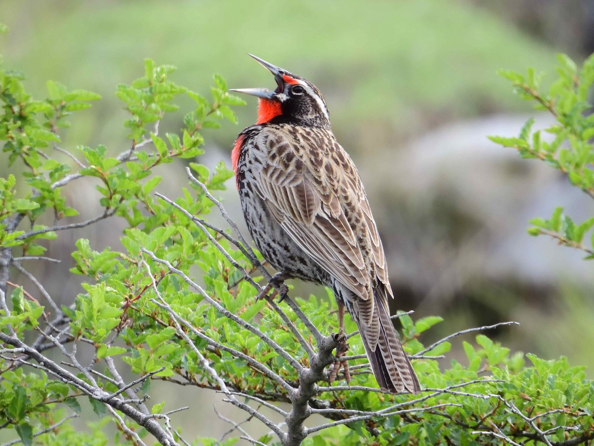 Long-tailed Meadowlark - ML627864121