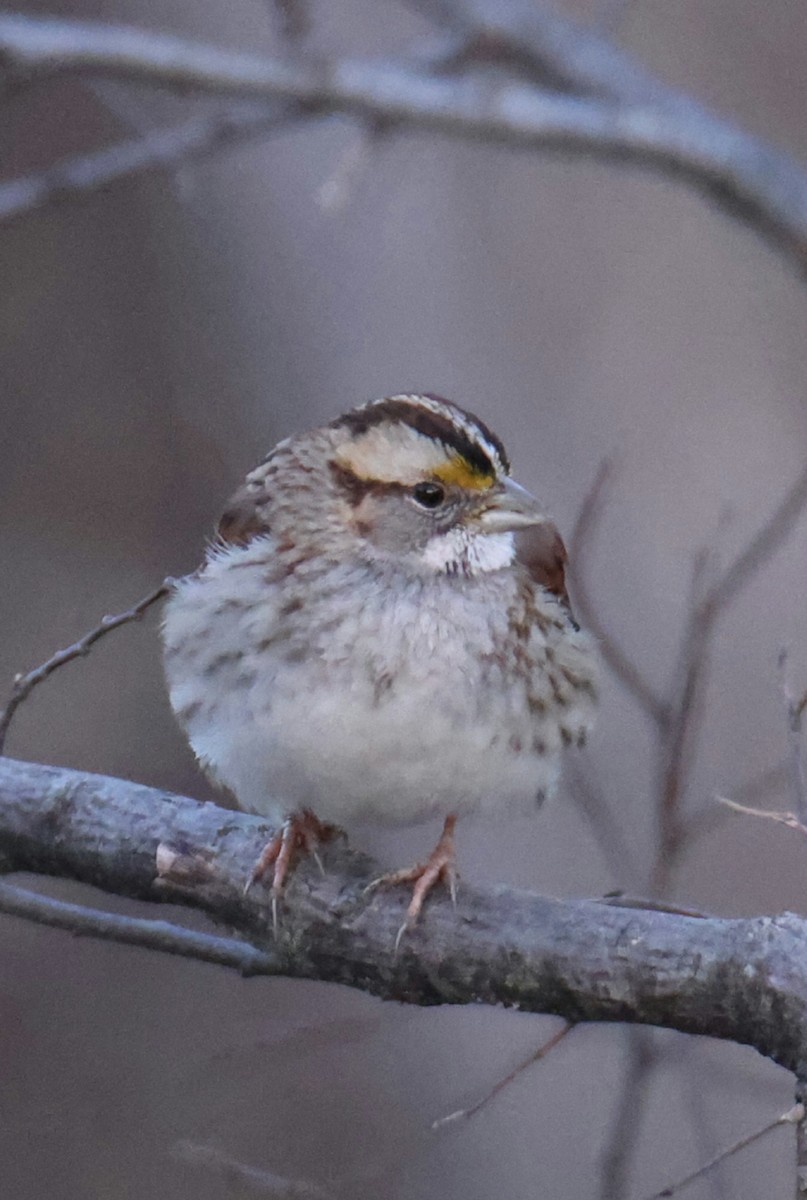 White-throated Sparrow - ML627864136