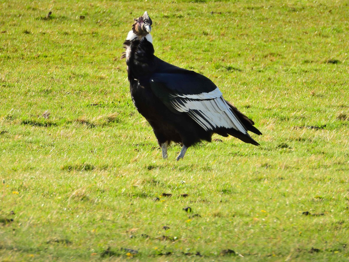 Andean Condor - ML627864161