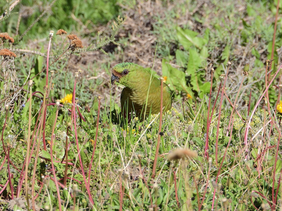 Austral Parakeet - ML627864190