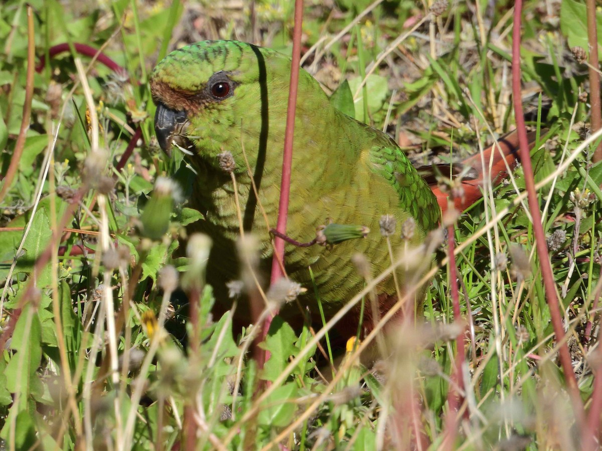 Austral Parakeet - ML627864191