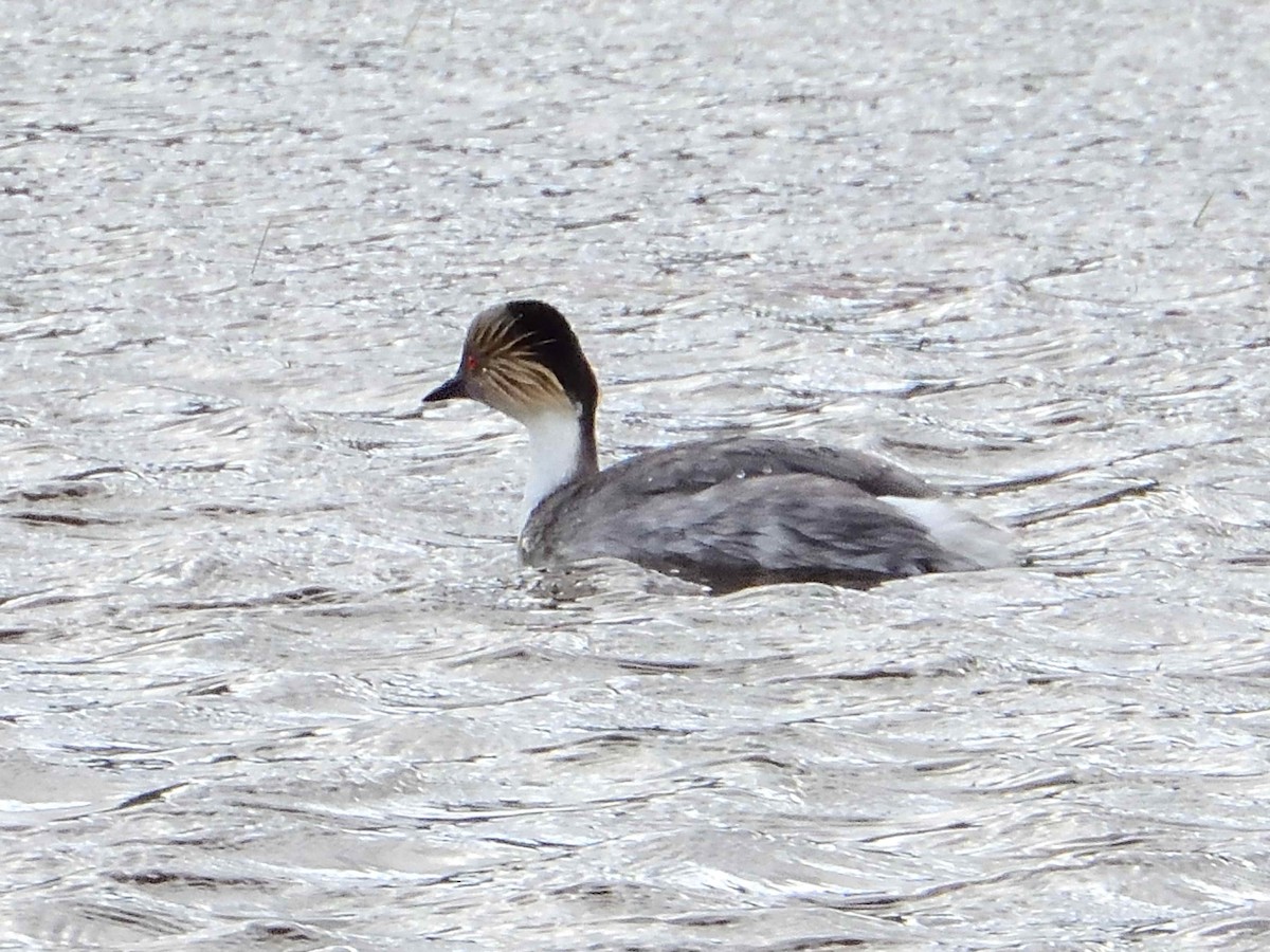 Silvery Grebe - ML627864198