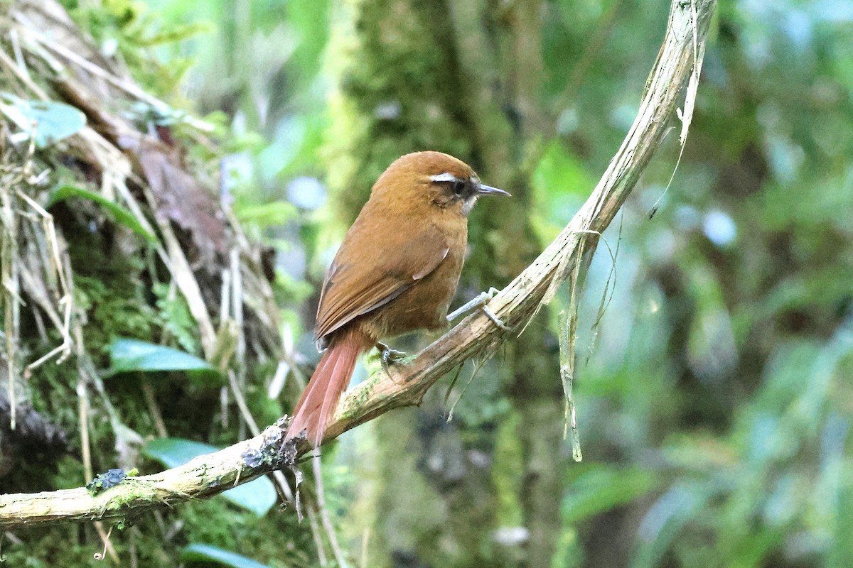 White-browed Spinetail - ML627864199