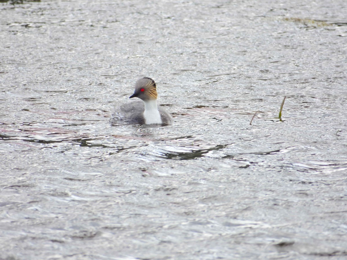 Silvery Grebe - ML627864200