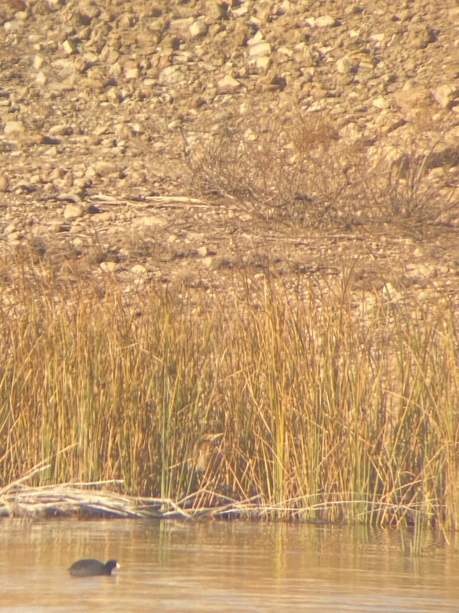 American Bittern - ML627864254