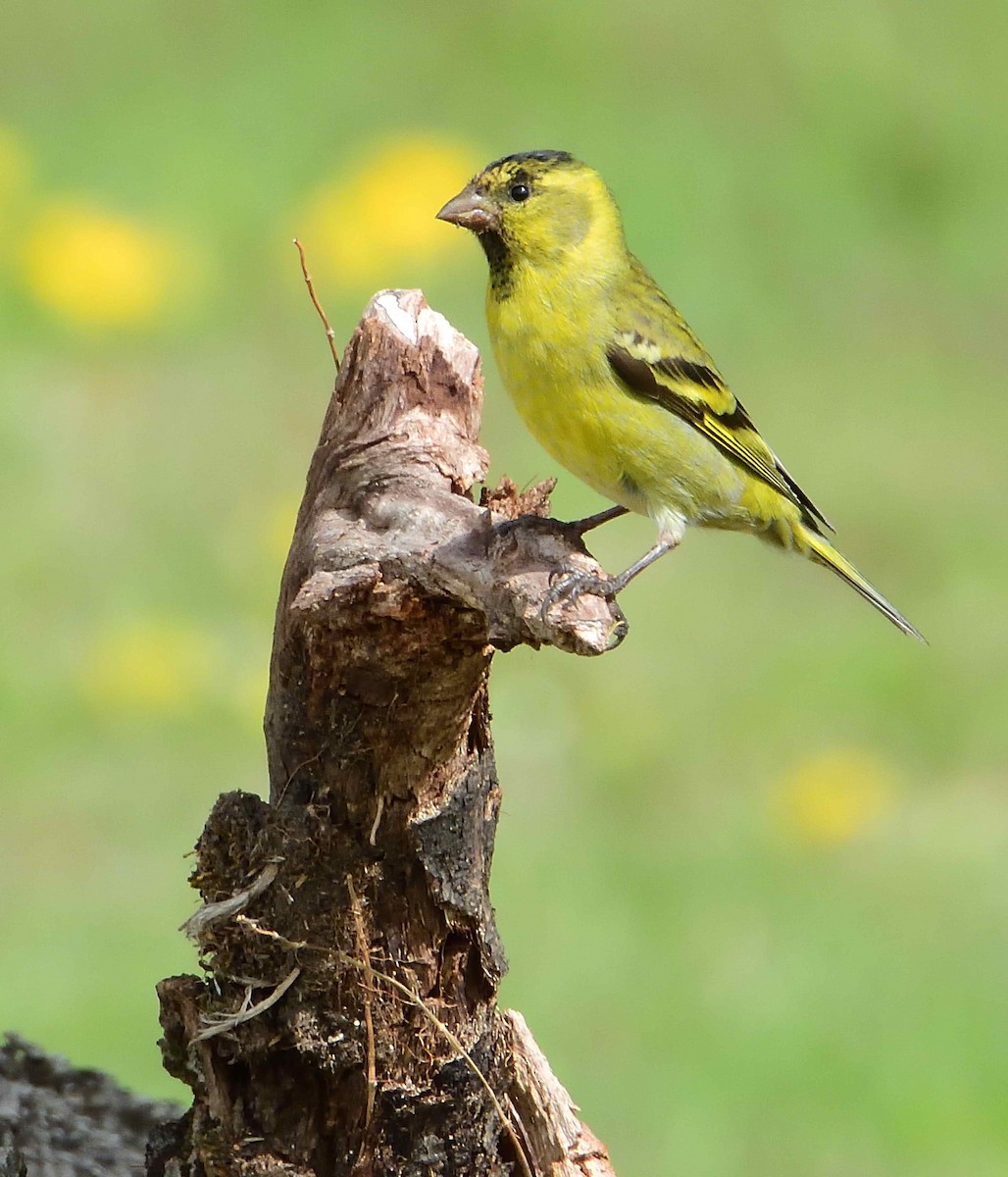 Black-chinned Siskin - ML627864265