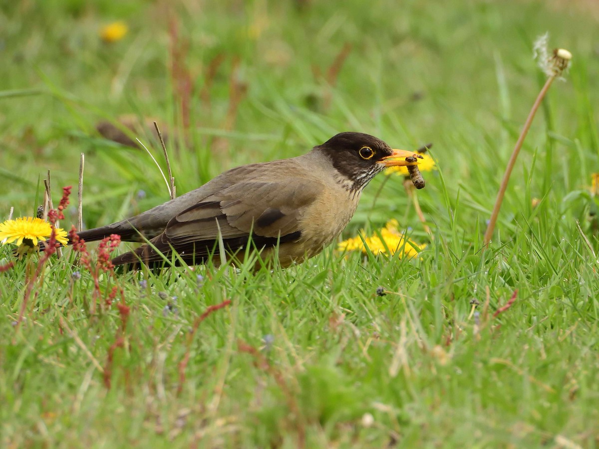 Austral Thrush - ML627864269