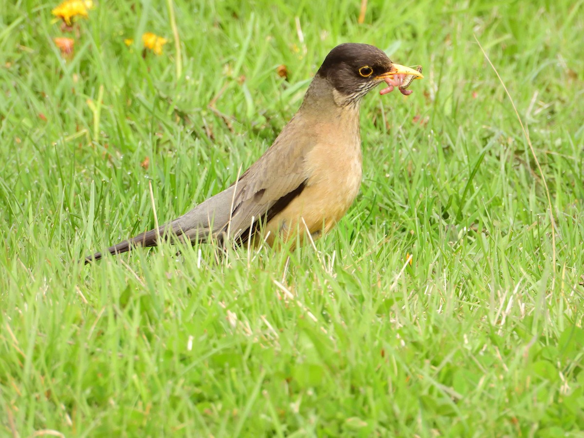 Austral Thrush - ML627864275