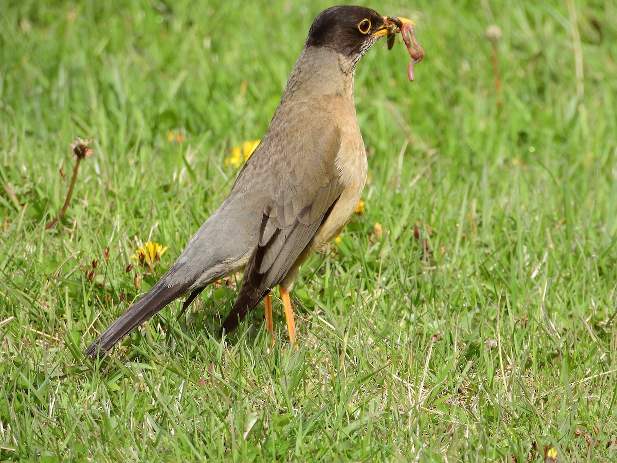 Austral Thrush - ML627864282