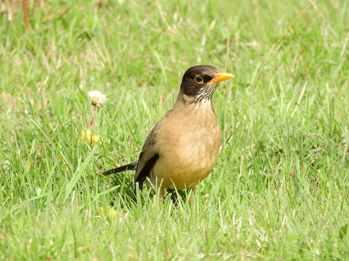 Austral Thrush - ML627864283