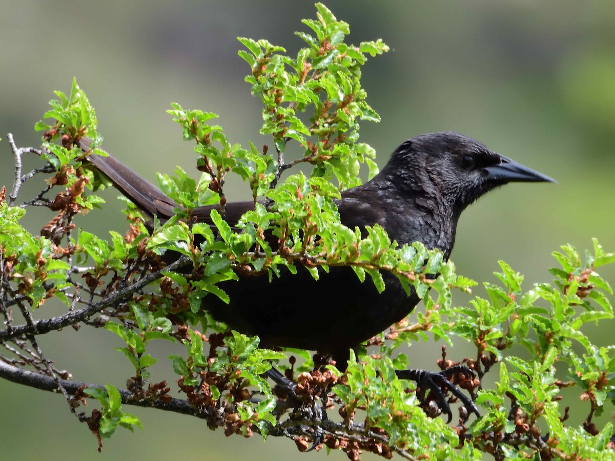 Austral Blackbird - ML627864289