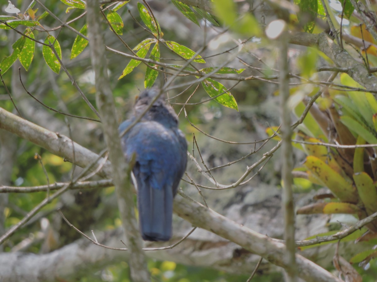 Green-backed Trogon - ML627864306