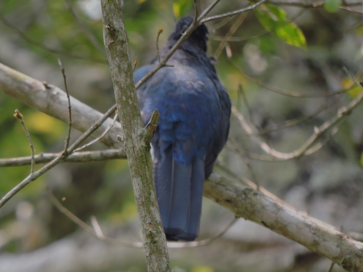 Green-backed Trogon - ML627864314