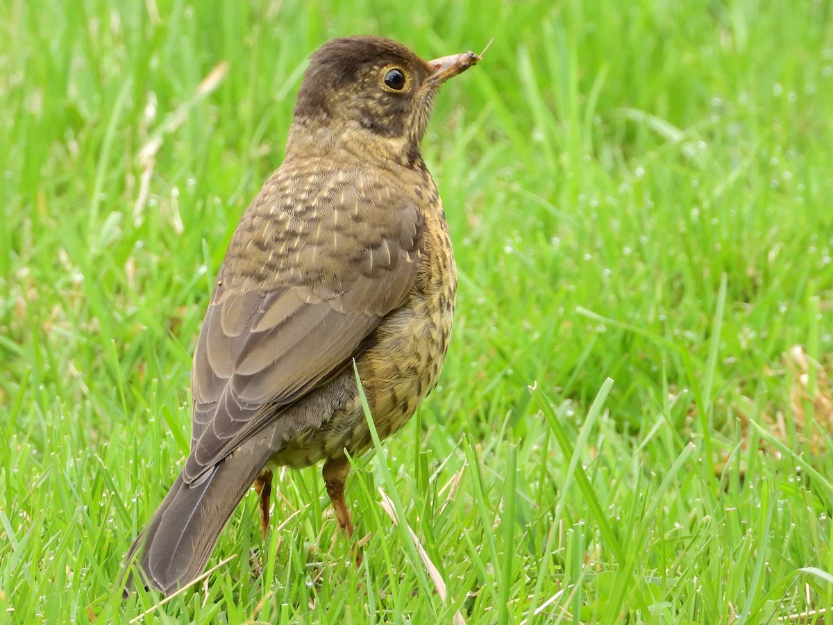 Austral Thrush - ML627864315