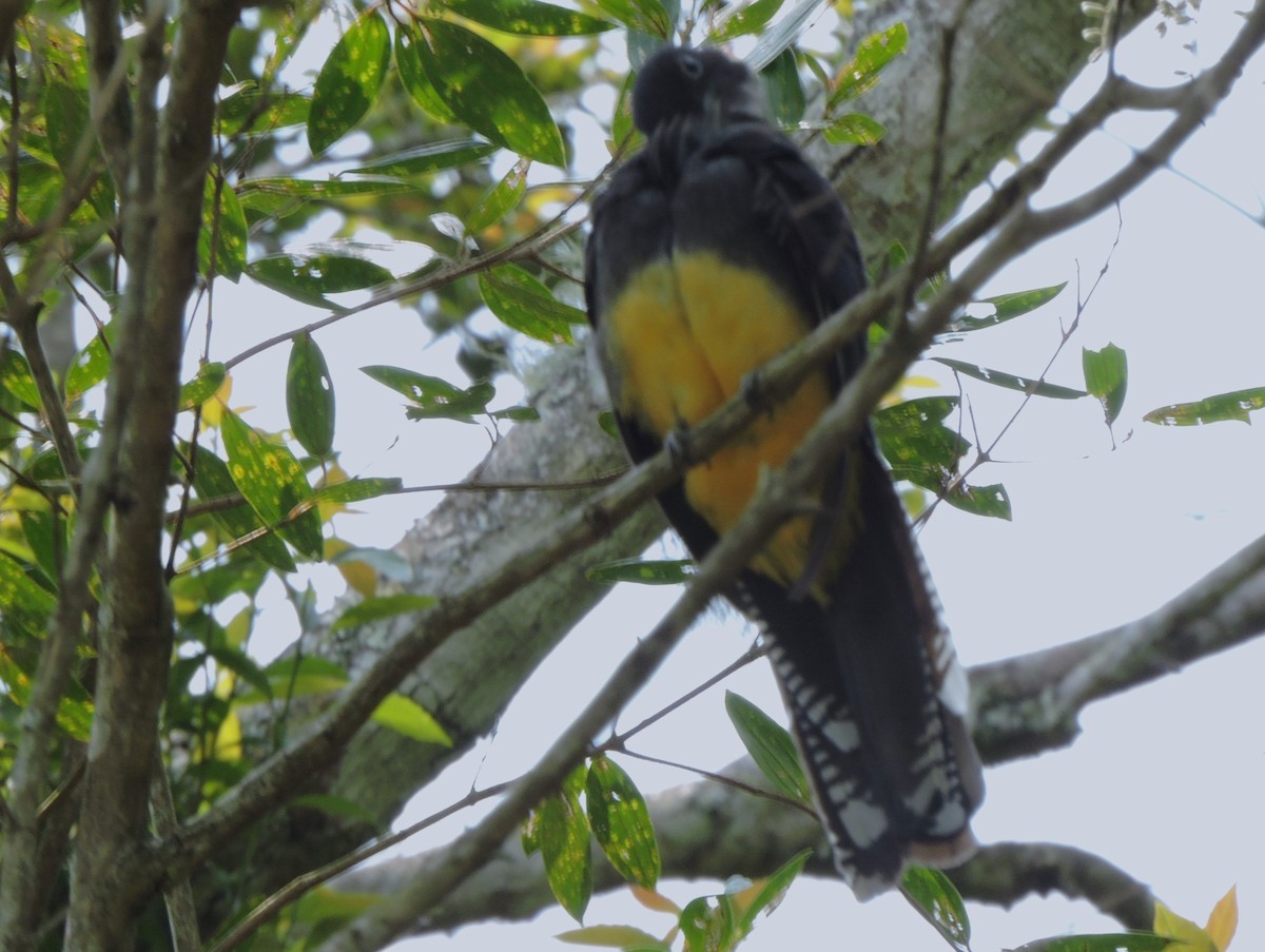 Green-backed Trogon - ML627864319