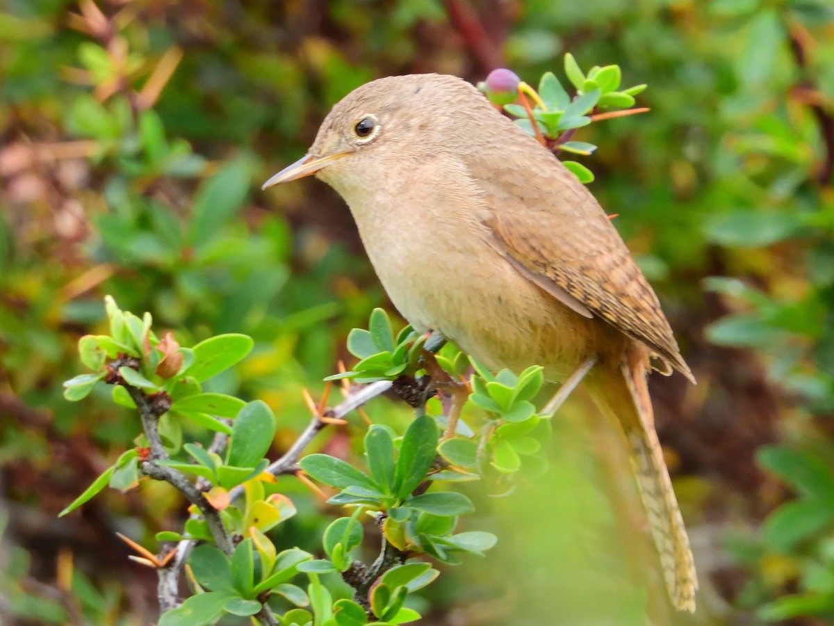 Southern House Wren - ML627864320