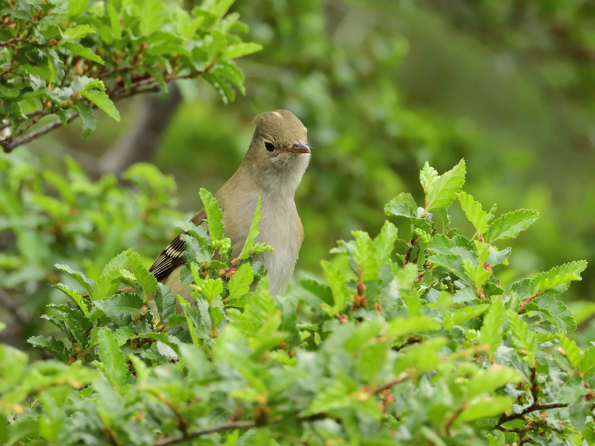 White-crested Elaenia - ML627864329