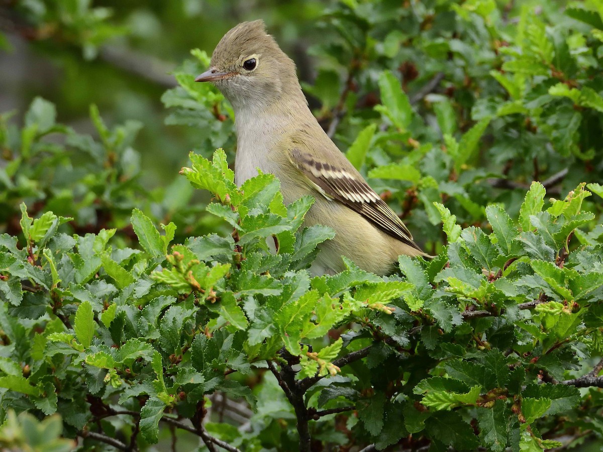 White-crested Elaenia - ML627864330