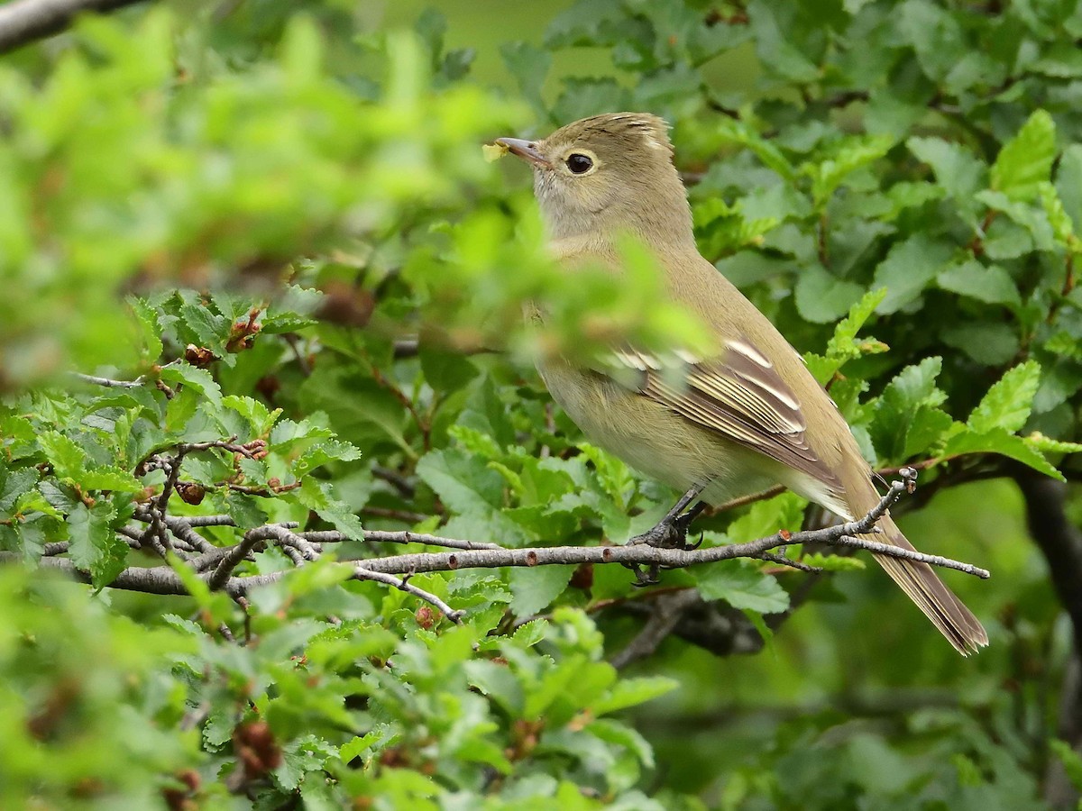 White-crested Elaenia - ML627864334