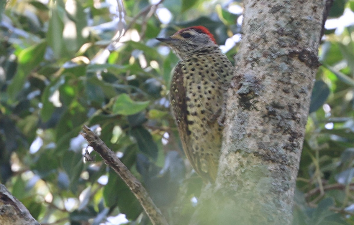 Green-backed Woodpecker - ML627864373