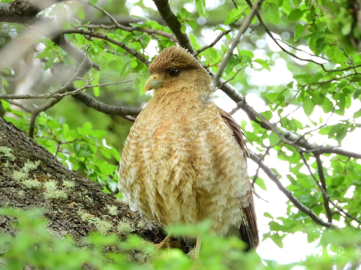 Chimango Caracara - ML627864397