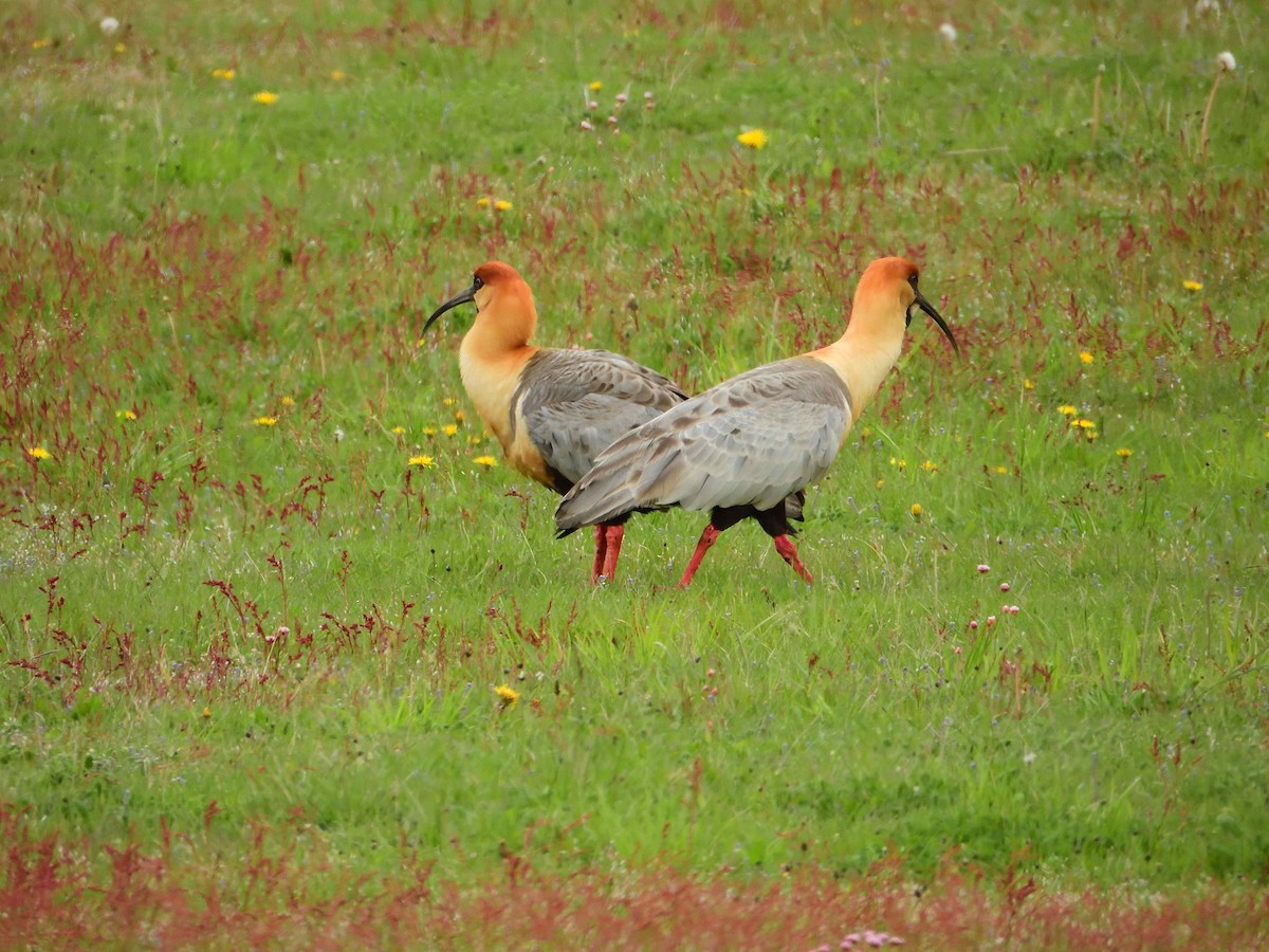 Black-faced Ibis - ML627864417