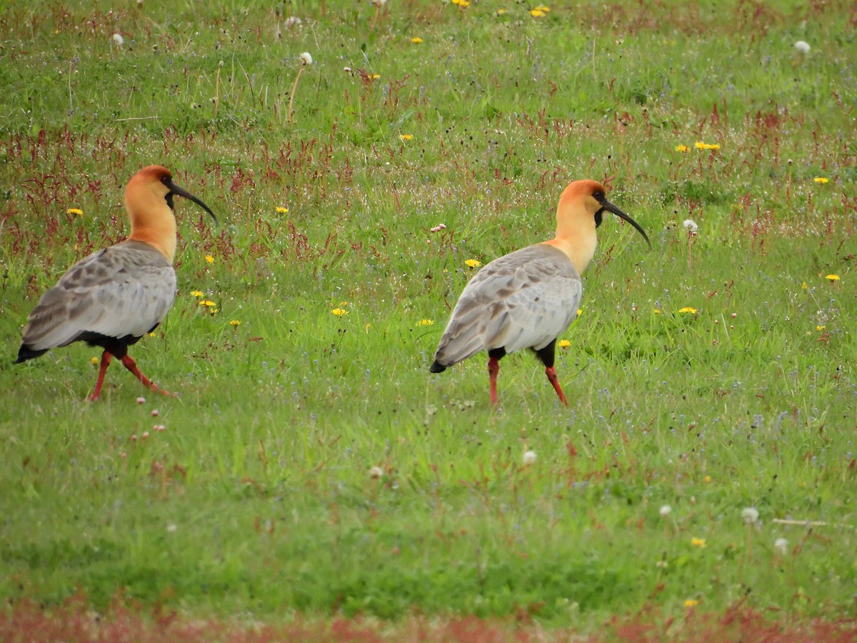 Black-faced Ibis - ML627864423