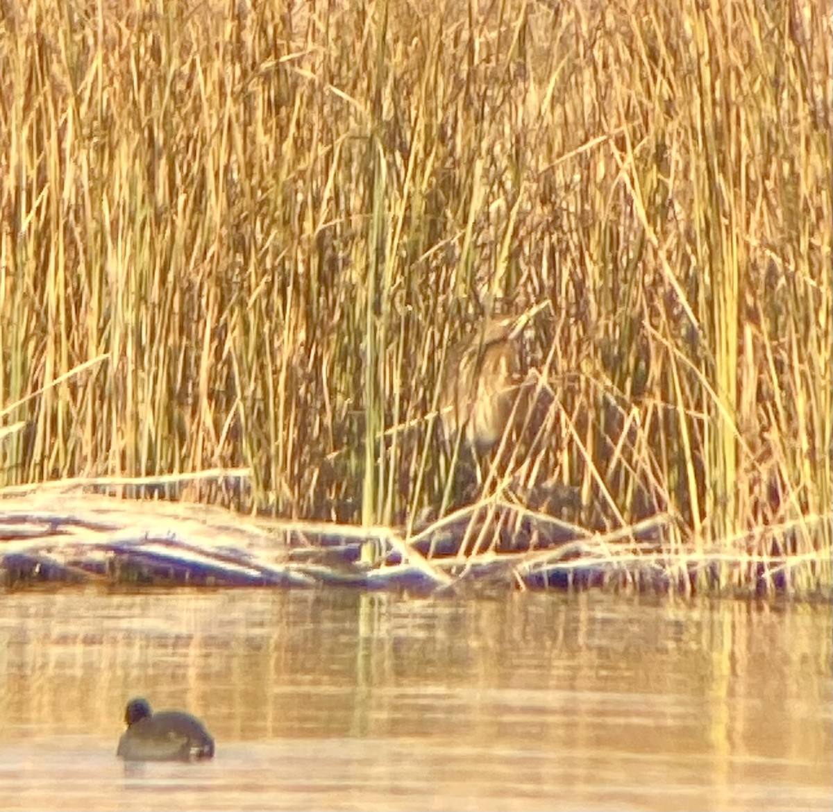 American Bittern - ML627864436