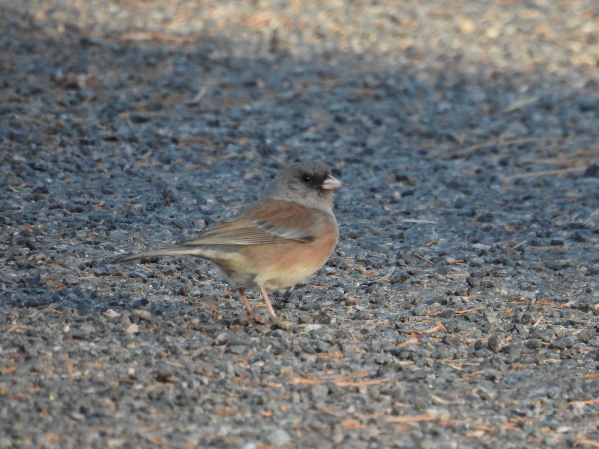 Dark-eyed Junco (Pink-sided) - ML627864556