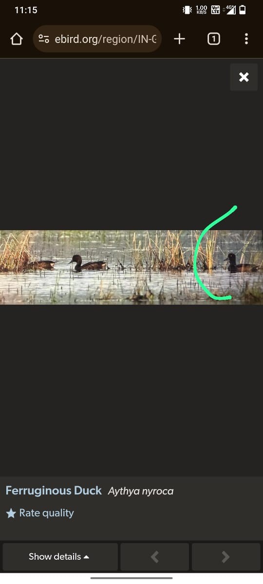 Tufted Duck - ML627864599