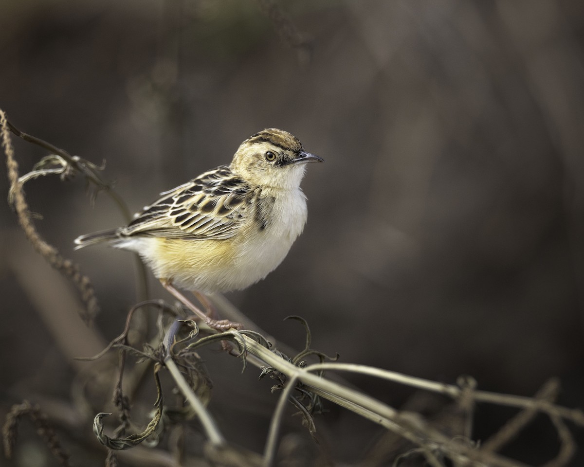 Pectoral-patch Cisticola - ML627864648