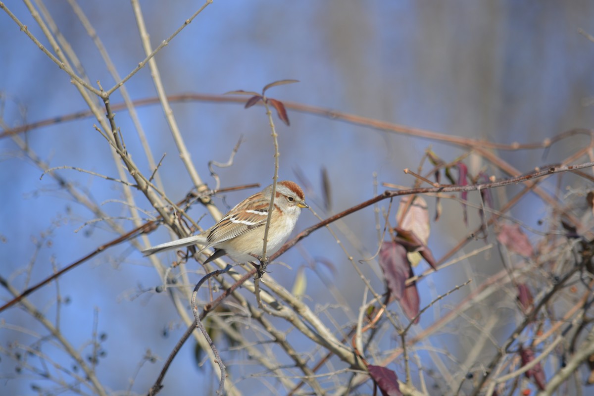 American Tree Sparrow - ML627864706