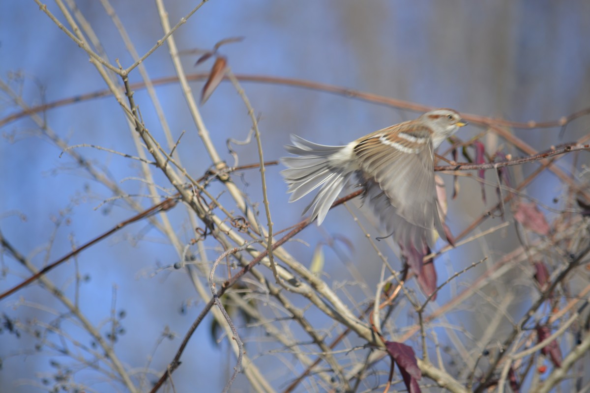 American Tree Sparrow - ML627864710