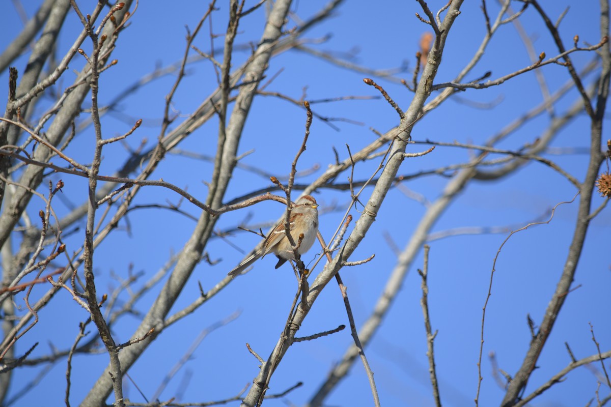 American Tree Sparrow - ML627864712