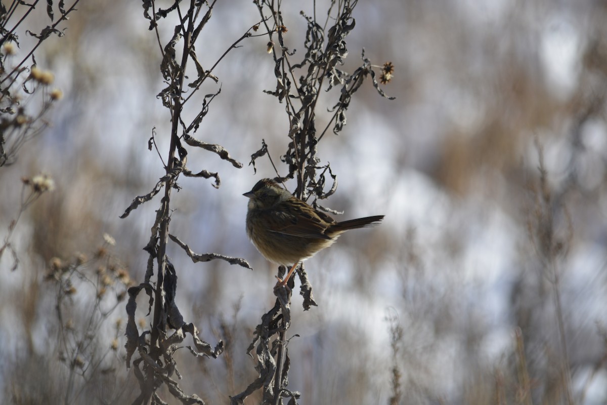 Swamp Sparrow - ML627864719