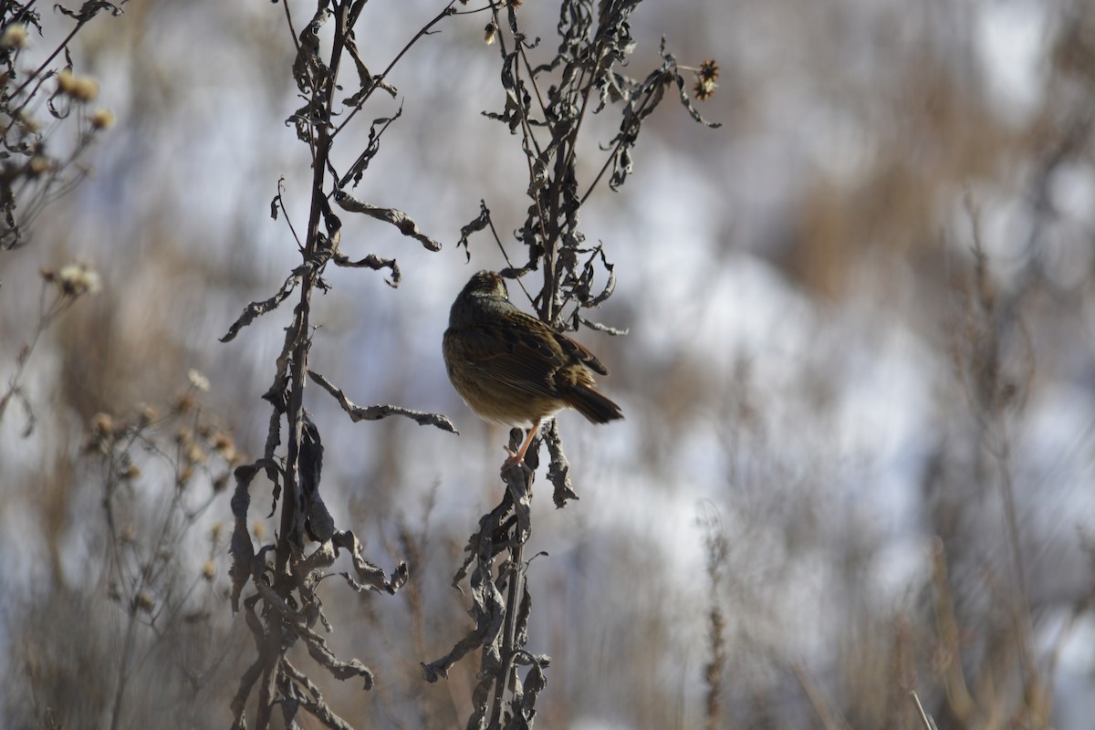 Swamp Sparrow - ML627864720