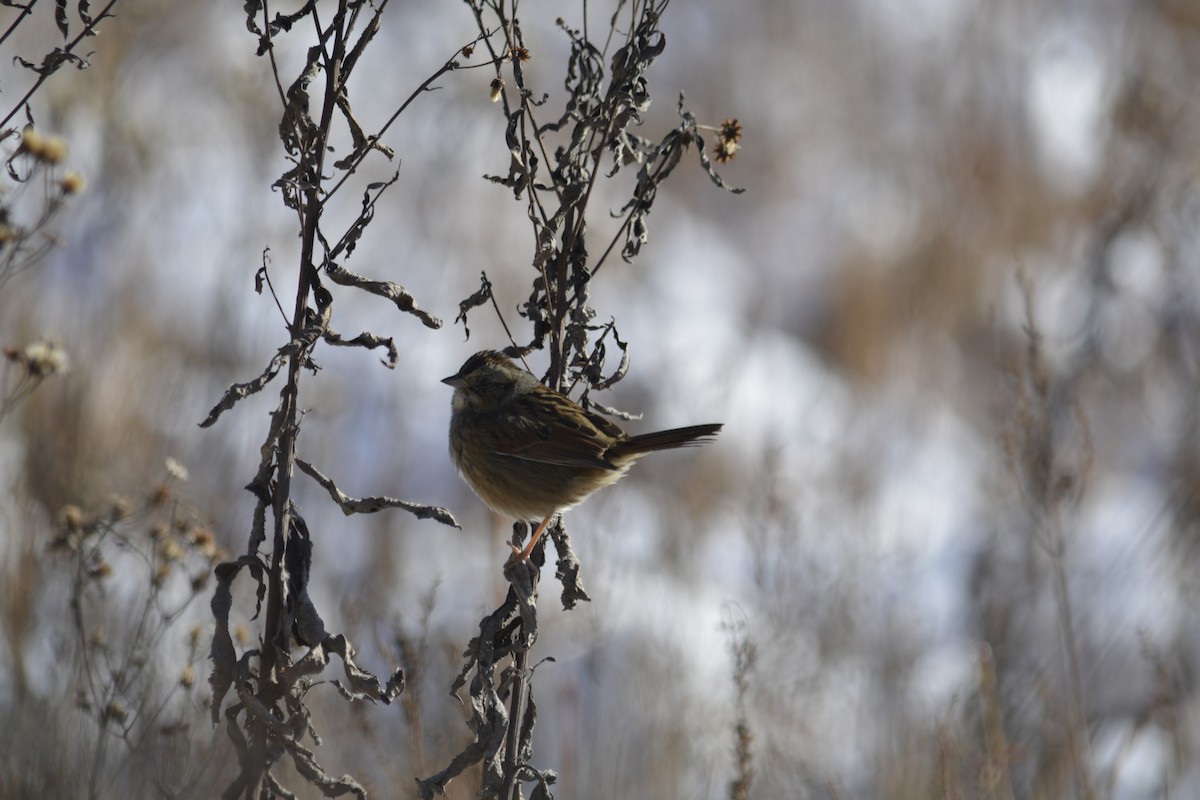 Swamp Sparrow - ML627864721