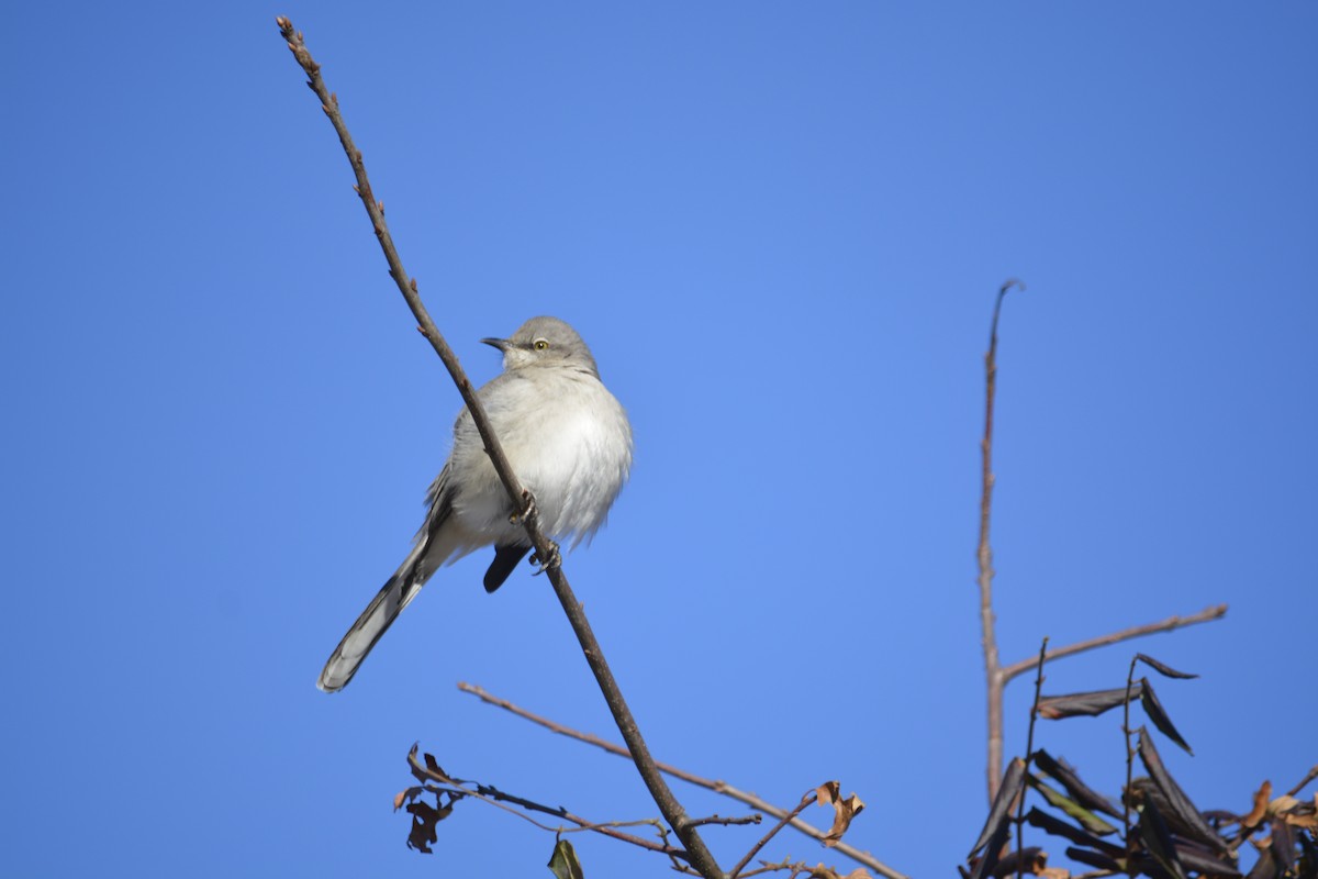 Northern Mockingbird - ML627864729