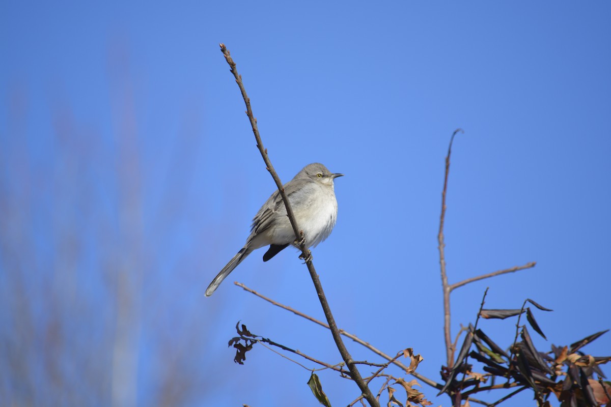 Northern Mockingbird - ML627864730