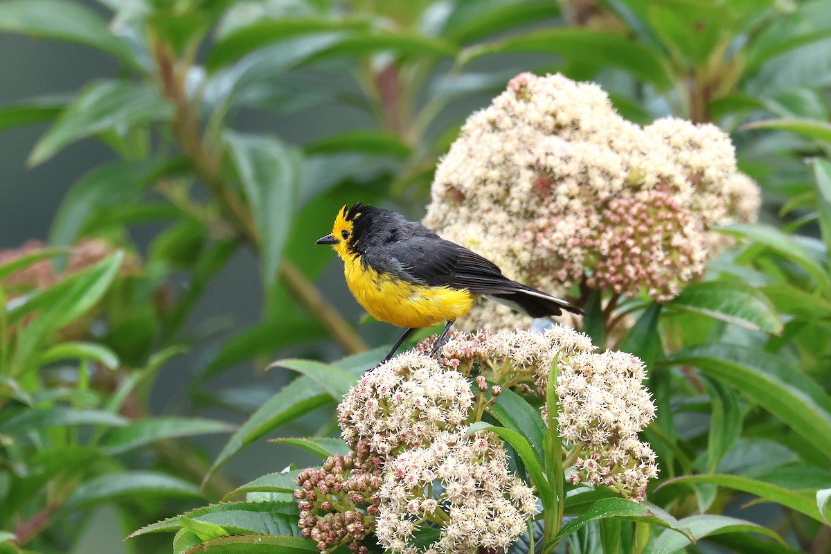 Golden-fronted Redstart (Golden-fronted) - ML627864780