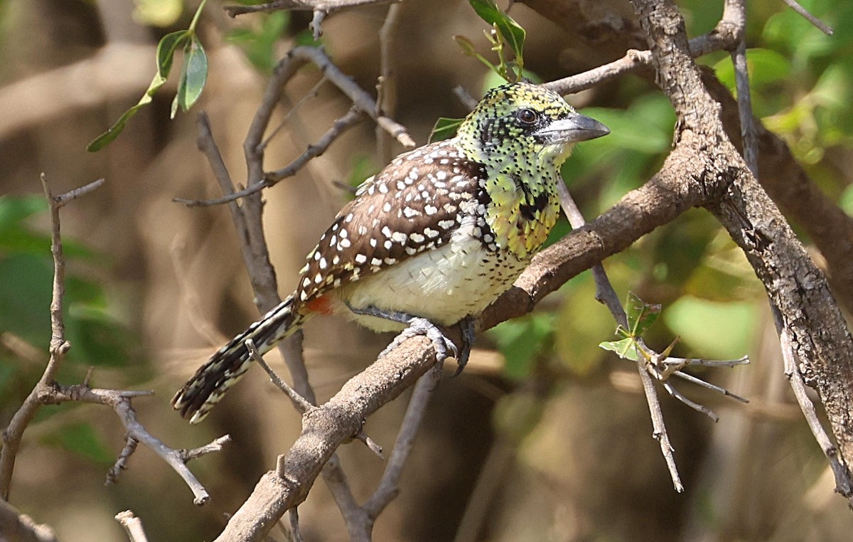 D'Arnaud's Barbet (Usambiro) - ML627864888