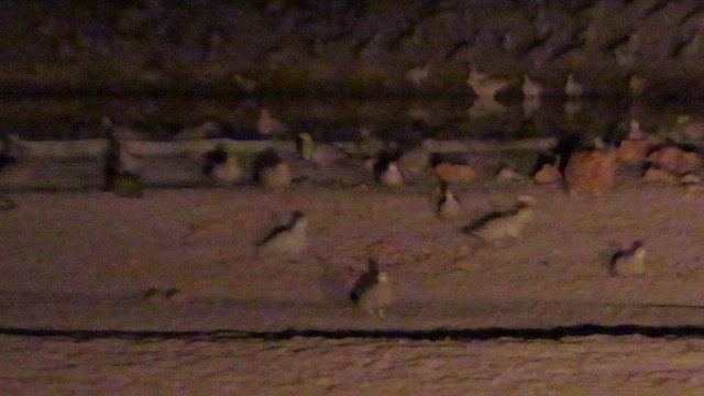 Double-banded Sandgrouse - ML627864925
