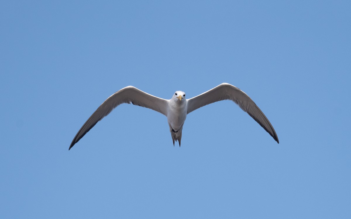 Great Crested Tern - ML627864927