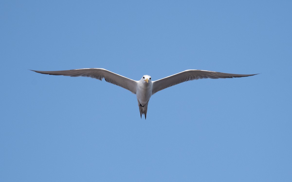 Great Crested Tern - ML627864942