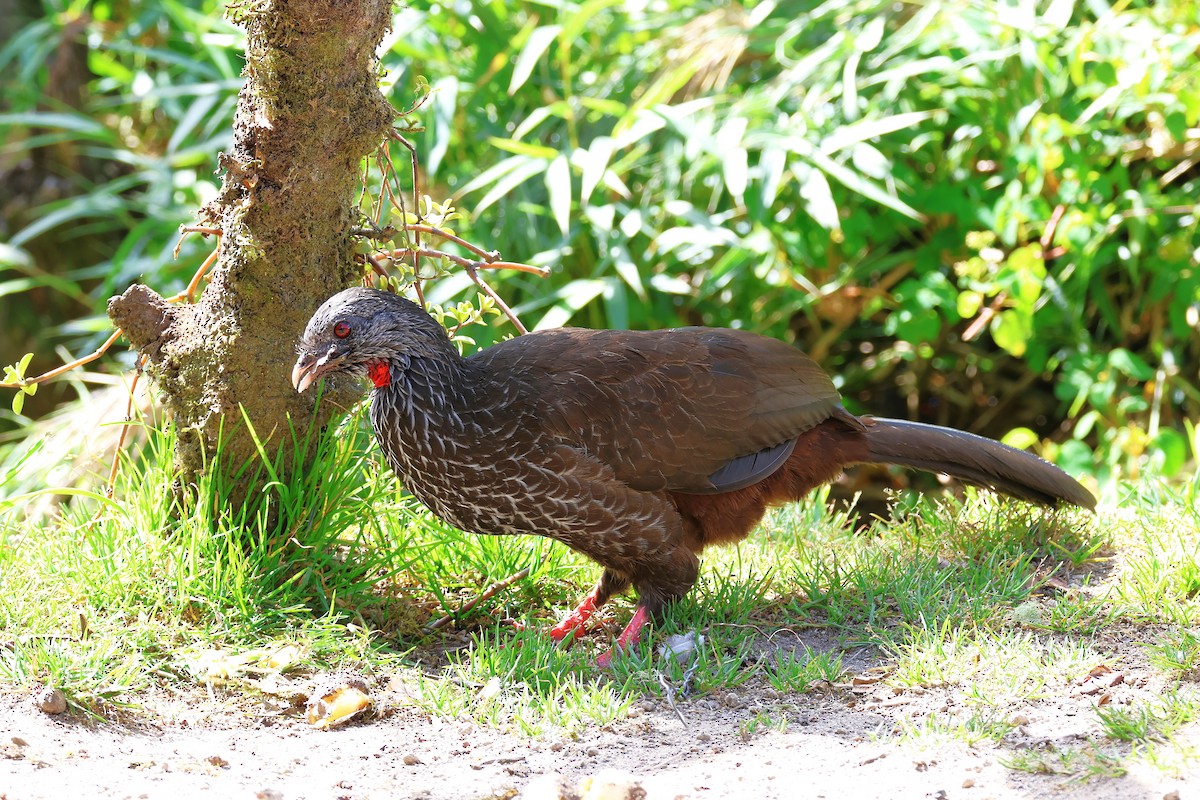 Andean Guan - ML627864984