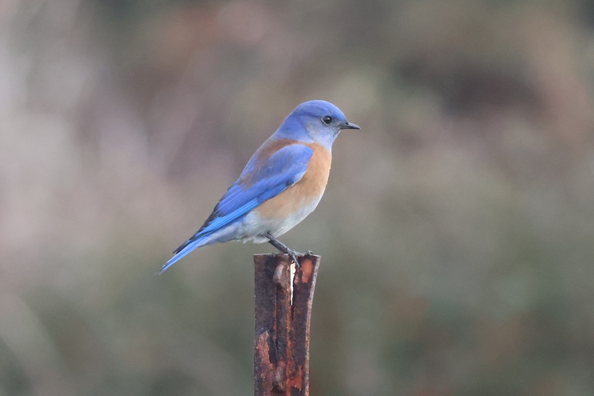 Western Bluebird - ML627865068