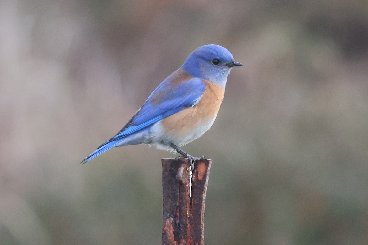 Western Bluebird - ML627865069