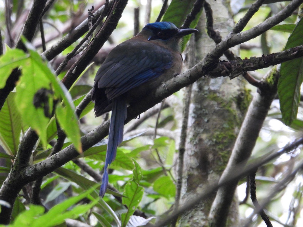 Blue-capped Motmot - ML627865102