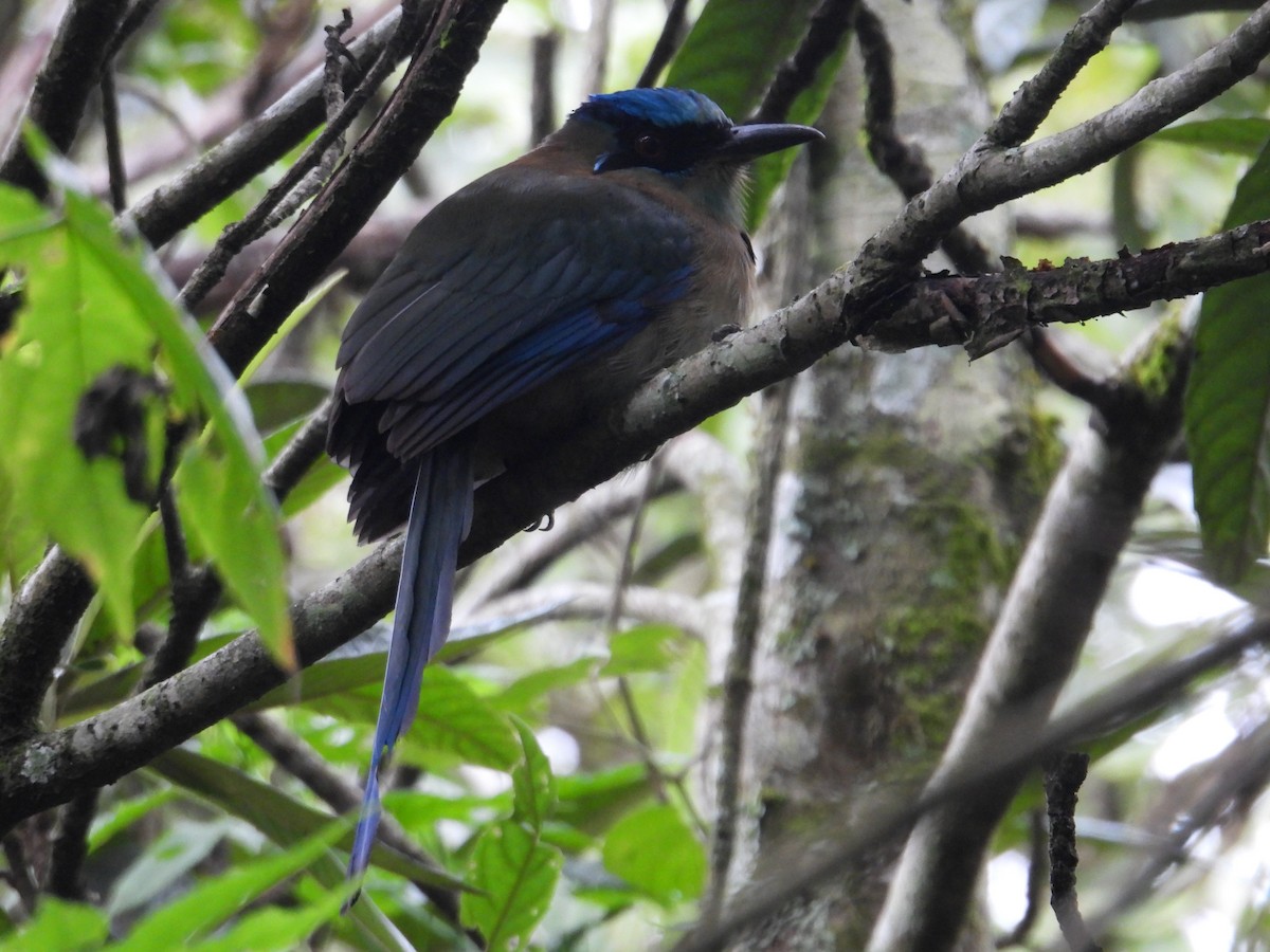 Blue-capped Motmot - ML627865103